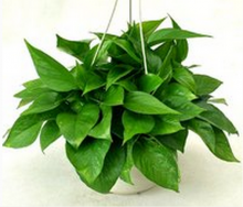 ʲôֲ�����ȩ�����